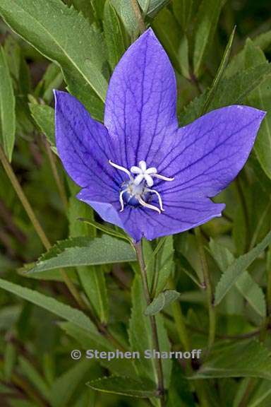 platycodon grandiflorus 3 graphic